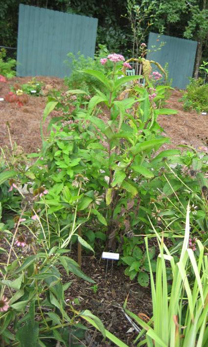 Joe Pye Weed